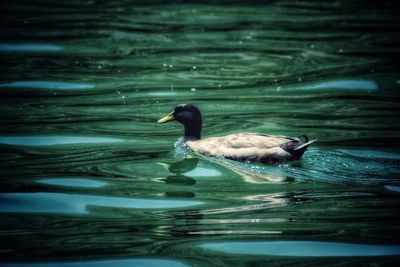 Duck swimming in lake