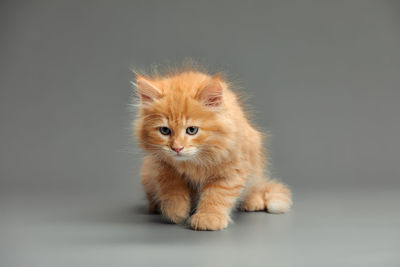 Close-up of cat against gray background