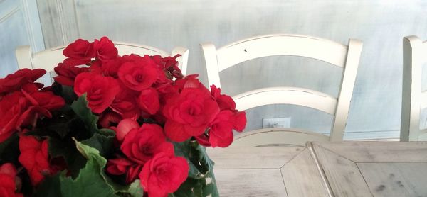 Close-up of pink flowers