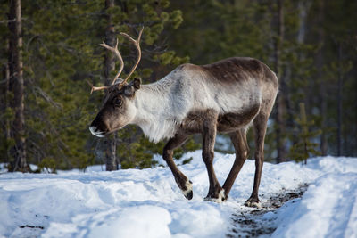 Deer standing on snow covered land