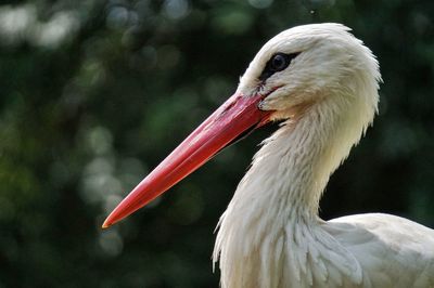 Close-up of stork