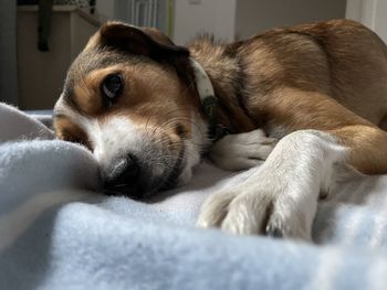 Close-up of dog sleeping on bed at home