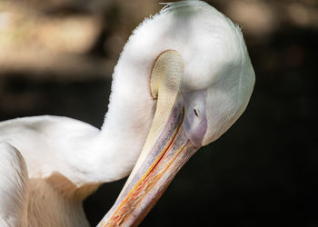 Close-up of pelican