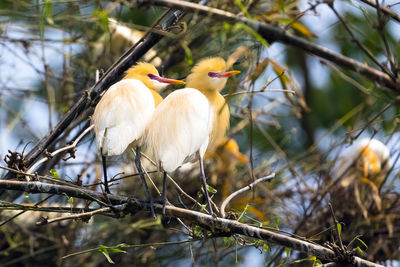 Low angle view of birds perching on branch
