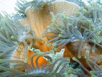 Close-up of coral in sea