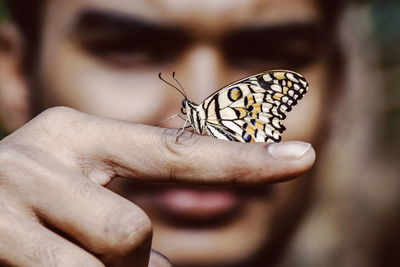 Close-up of butterfly perching on hand