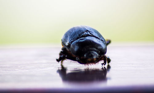 Close-up of insect