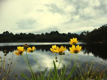 Close-up of yellow flowers blooming by lake against cloudy sky