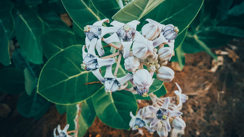 Close-up of white flowering plant