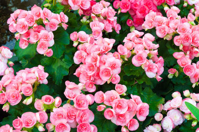 High angle view of pink roses