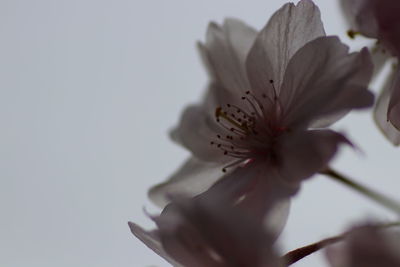 Close-up of white flower