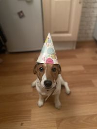 High angle portrait of a dog