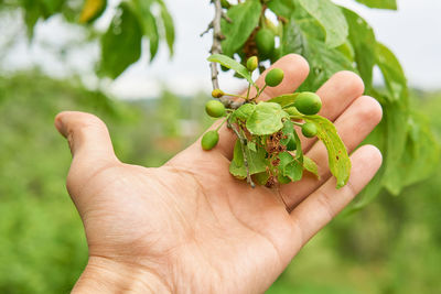 Close-up of hand holding leaf