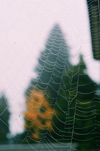 Close-up of spider web