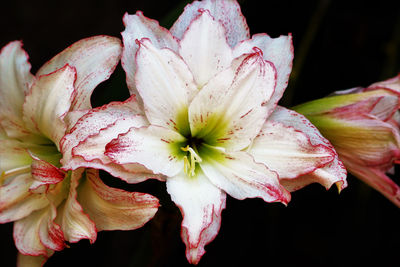 Close-up of pink flowers