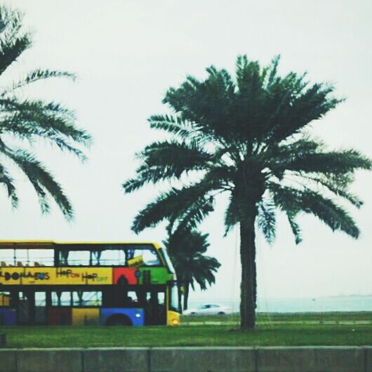 palm tree, tree, clear sky, transportation, mode of transport, land vehicle, car, sky, built structure, growth, architecture, nature, outdoors, day, road, copy space, building exterior, street, incidental people, no people