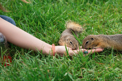 Close-up of hand eating grass on field