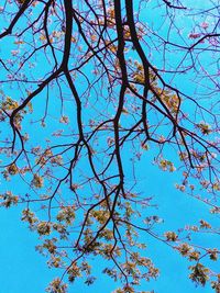 Low angle view of cherry tree against blue sky