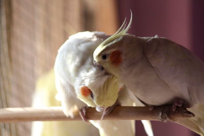 Close-up of parrot perching outdoors