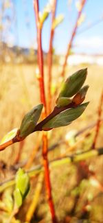 Close-up of plant growing on field