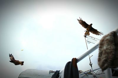 Low angle view of eagle flying against clear sky