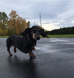 Dog standing on wet road