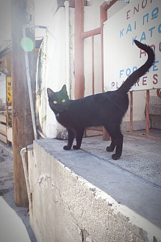 animal themes, domestic animals, one animal, mammal, pets, black color, side view, full length, built structure, no people, dog, architecture, indoors, standing, day, zoology, wall - building feature, vertebrate, two animals