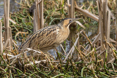 Close-up of bird perching outdoors