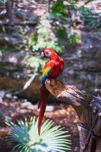 Close-up of bird perching on tree