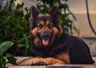 Close-up portrait of dog