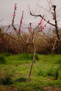 Close-up of flowering plant on field