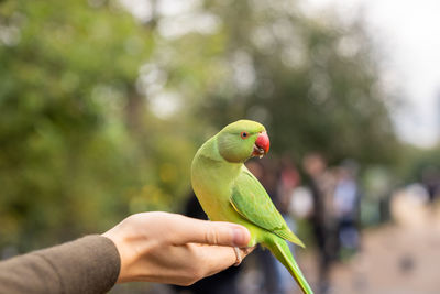 Green parrot sitting on a hand and eating nuts in a park in london.