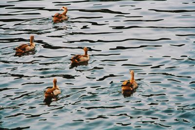 High angle view of ducks swimming in lake