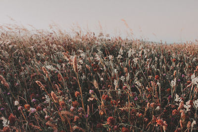 Close-up of crops growing on field against sky