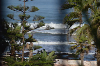 Palm trees on beach