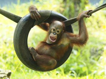 Cute orangutan sitting in wheel outdoors