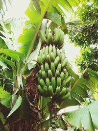 Low angle view of banana tree
