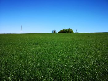 Scenic view of agricultural field against clear blue sky