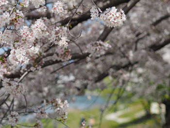 Close-up of cherry blossom