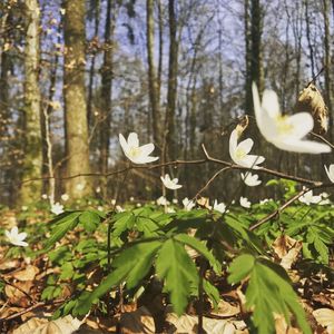 Close-up of flower growing in forest