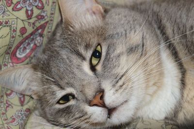 Close-up portrait of a cat