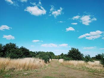 Scenic view of agricultural field against sky