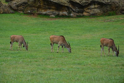 Antelopes grazing on field