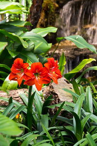 Close-up of red flowering plant