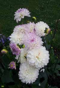 Close-up of pink flowers blooming outdoors