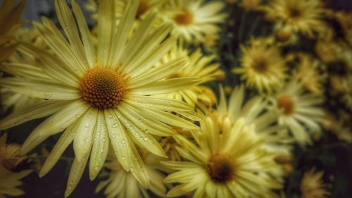 Close-up of flowers blooming outdoors