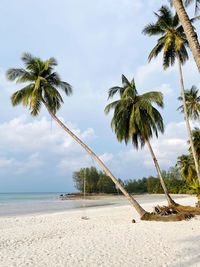 Palm trees on beach against sky