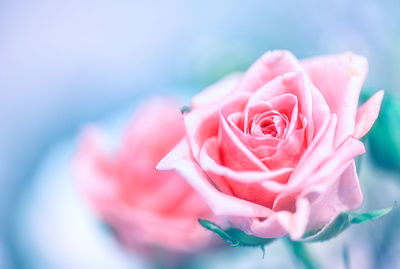 Close-up of pink rose