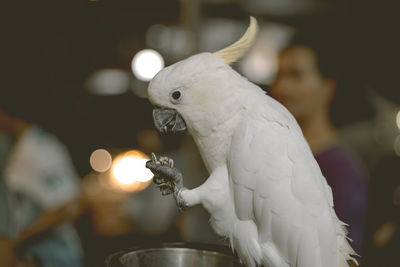 Cockatoo at the festival in the night.