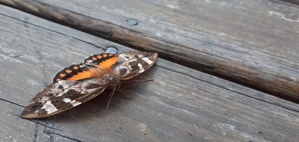 High angle view of butterfly on wood